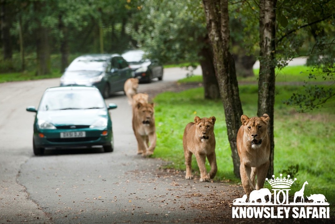 Knowsley Safari